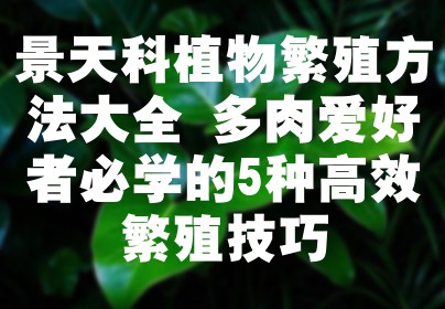 景天科植物繁殖方法大全 多肉爱好者必学的5种高效繁殖技巧