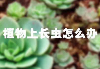 植物上长虫怎么办