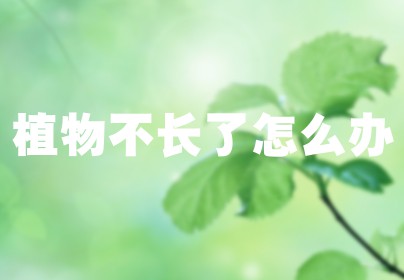 植物不长了怎么办