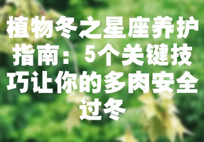 植物冬之星座养护指南：5个关键技巧让你的多肉安全过冬