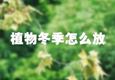植物冬季怎么放