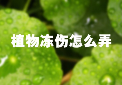 植物冻伤怎么弄