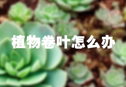 植物卷叶怎么办