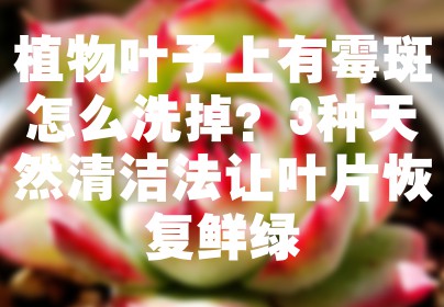 植物叶子上有霉斑怎么洗掉？3种天然清洁法让叶片恢复鲜绿
