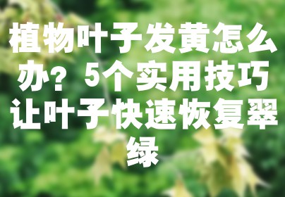 植物叶子发黄怎么办？5个实用技巧让叶子快速恢复翠绿