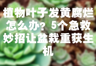 植物叶子发黄腐烂怎么办？5个急救妙招让盆栽重获生机