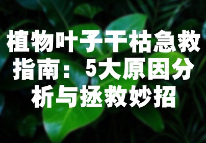 植物叶子干枯急救指南：5大原因分析与拯救妙招