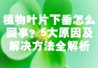 植物叶片下垂怎么回事？5大原因及解决方法全解析