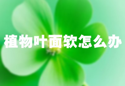 植物叶面软怎么办