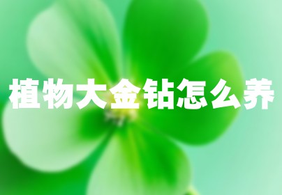 植物大金钻怎么养