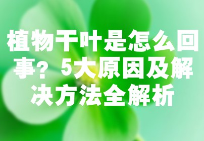 植物干叶是怎么回事？5大原因及解决方法全解析
