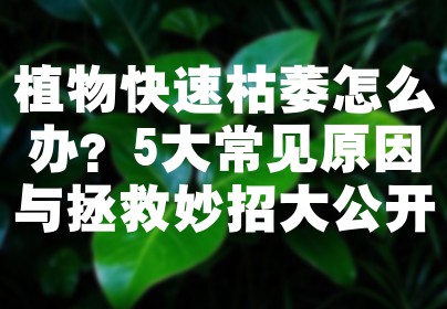 植物快速枯萎怎么办？5大常见原因与拯救妙招大公开