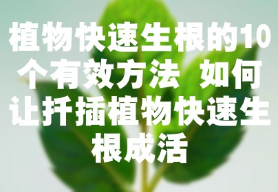 植物快速生根的10个有效方法 如何让扦插植物快速生根成活