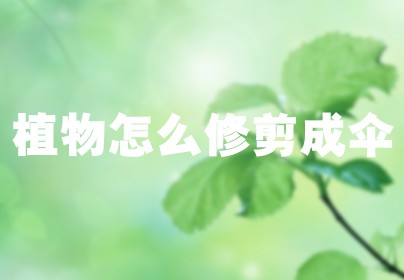植物怎么修剪成伞