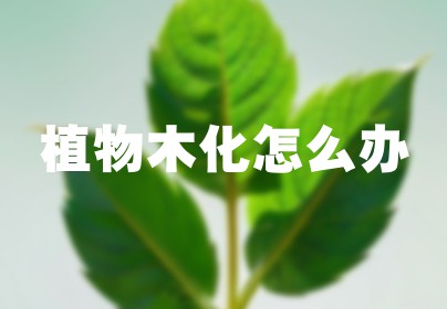 植物木化怎么办