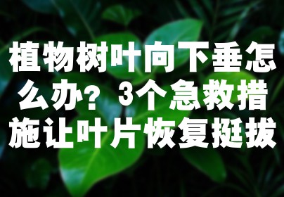 植物树叶向下垂怎么办？3个急救措施让叶片恢复挺拔