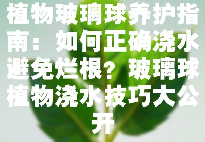 植物玻璃球养护指南：如何正确浇水避免烂根？玻璃球植物浇水技巧大公开
