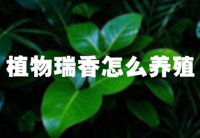 植物瑞香怎么养殖