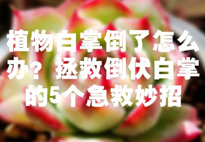 植物白掌倒了怎么办？拯救倒伏白掌的5个急救妙招
