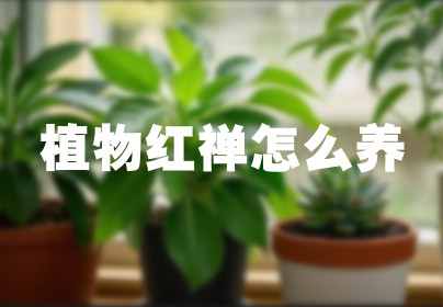 植物红禅怎么养