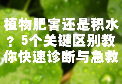 植物肥害还是积水？5个关键区别教你快速诊断与急救