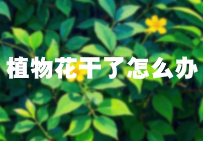 植物花干了怎么办