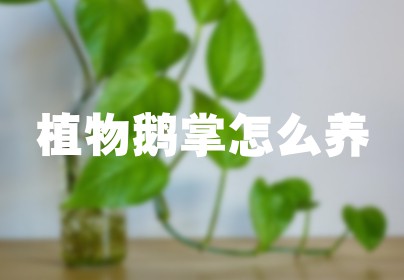 植物鹅掌怎么养