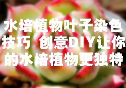 水培植物叶子染色技巧 创意DIY让你的水培植物更独特