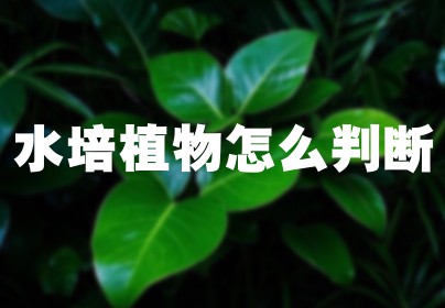 水培植物怎么判断