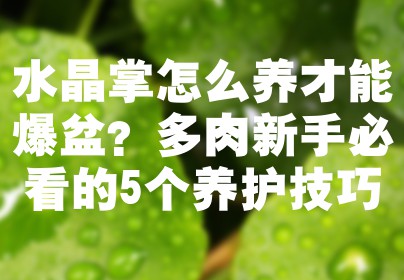 水晶掌怎么养才能爆盆？多肉新手必看的5个养护技巧