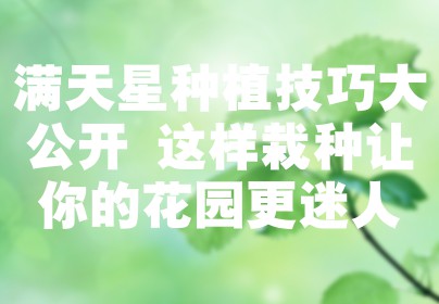 满天星种植技巧大公开 这样栽种让你的花园更迷人