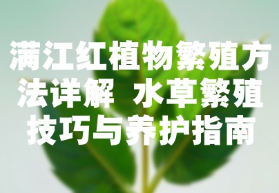 满江红植物繁殖方法详解 水草繁殖技巧与养护指南