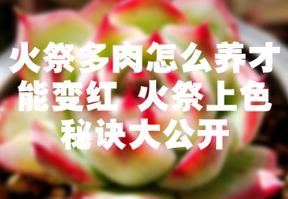 火祭多肉怎么养才能变红 火祭上色秘诀大公开