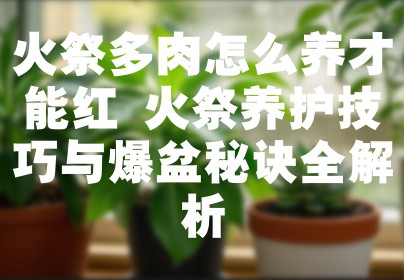 火祭多肉怎么养才能红 火祭养护技巧与爆盆秘诀全解析