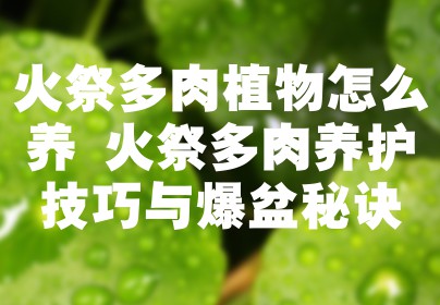 火祭多肉植物怎么养 火祭多肉养护技巧与爆盆秘诀