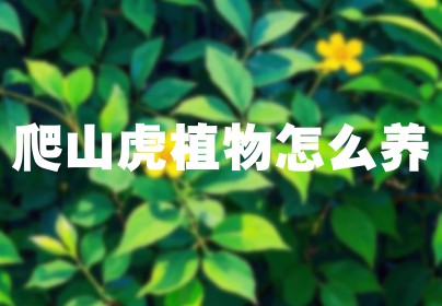 爬山虎植物怎么养