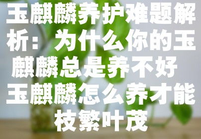 玉麒麟养护难题解析：为什么你的玉麒麟总是养不好 玉麒麟怎么养才能枝繁叶茂
