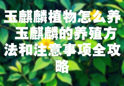 玉麒麟植物怎么养 玉麒麟的养殖方法和注意事项全攻略