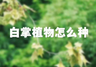 白掌植物怎么种
