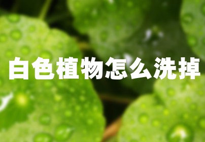 白色植物怎么洗掉