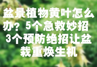 盆景植物黄叶怎么办？5个急救妙招+3个预防绝招让盆栽重焕生机