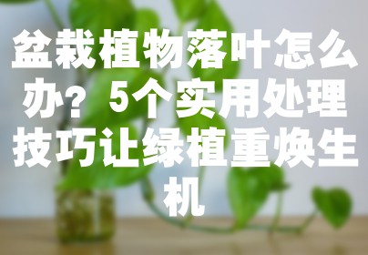 盆栽植物落叶怎么办？5个实用处理技巧让绿植重焕生机