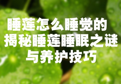 睡莲怎么睡觉的 揭秘睡莲睡眠之谜与养护技巧