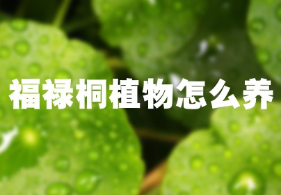 福禄桐植物怎么养