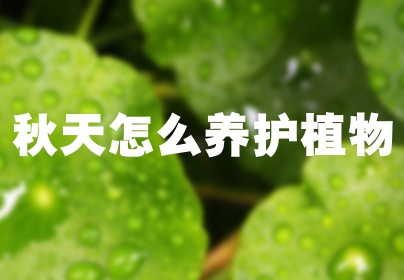秋天怎么养护植物