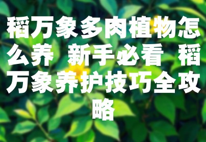 稻万象多肉植物怎么养 新手必看 稻万象养护技巧全攻略
