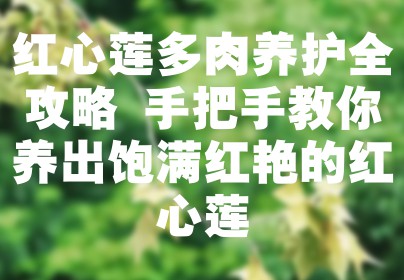 红心莲多肉养护全攻略 手把手教你养出饱满红艳的红心莲