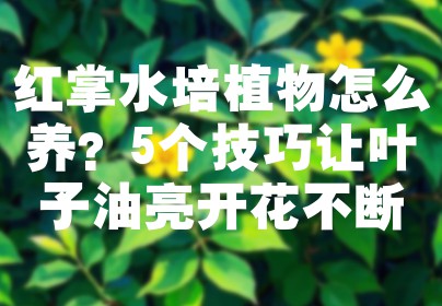 红掌水培植物怎么养？5个技巧让叶子油亮开花不断