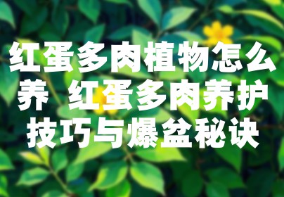 红蛋多肉植物怎么养 红蛋多肉养护技巧与爆盆秘诀