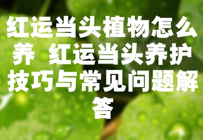 红运当头植物怎么养 红运当头养护技巧与常见问题解答